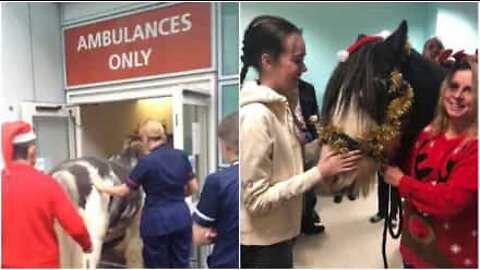 Un cheval rend visite à sa maîtresse à l'hôpital