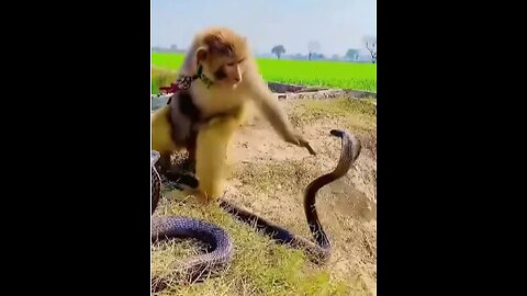 The Curious Monkey with Enigmatic Snake