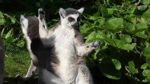 Funny lemurs use bush as personal trampoline