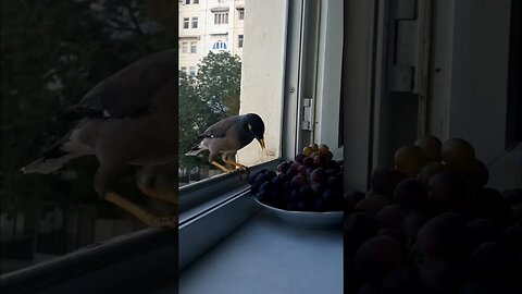 Bird eating black grapes! #shorts
