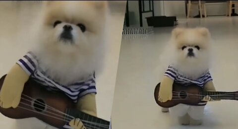 my puppy playing melodious songs on guitar 🎸 !