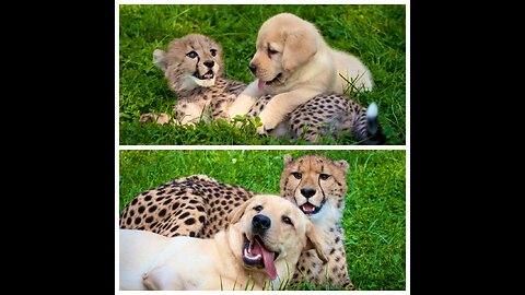 This_dog_and_the_cheetah_met_as_children,_two_years_later,_they_are_still_inseparable(1080p)