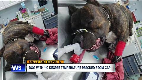 Dog with 110 degree body temperature rescued from hot car, owner charged with animal cruelty