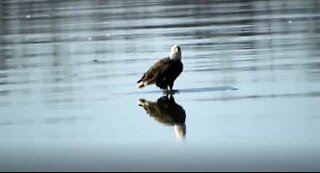 Un aigle parcours le Mississippi sur un bloc de glace