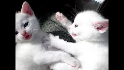 Funny Cats Being Cute and Hilarious at the same time