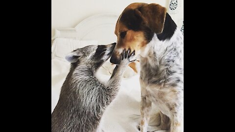My dog Tucker has never been a fan of the raccoon. 🤦🏻‍♂️🤣