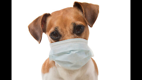 Funny dog wears mask to prevent Coronavirus