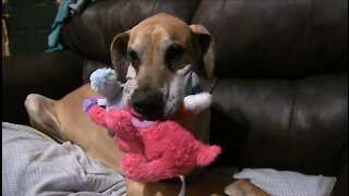 Great Dane fits record number of stuffed animals in his mouth