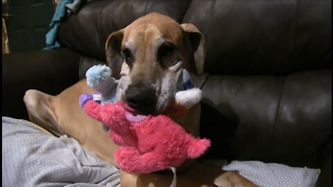 Great Dane fits record number of stuffed animals in his mouth