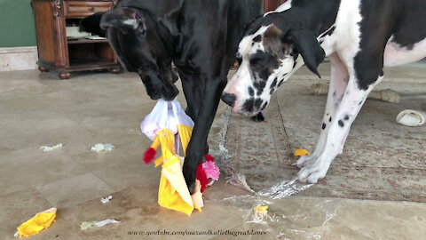 Great Dane Demonstrates How To Destuff And Desqueak A Lion Toy