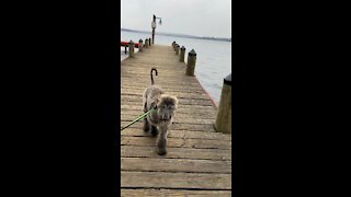 Afghan hound puppy training!