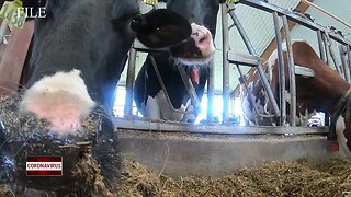 COVID 19 and the impact on dairy