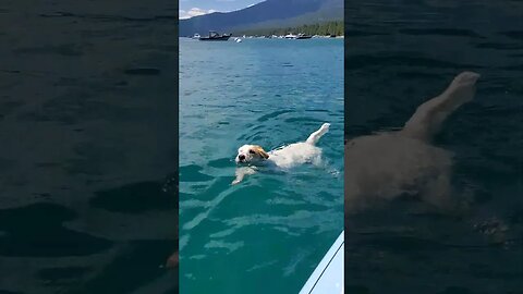 the greatest canine swimmer