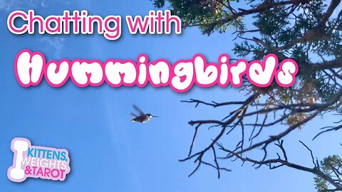 Chatting with Hummingbirds