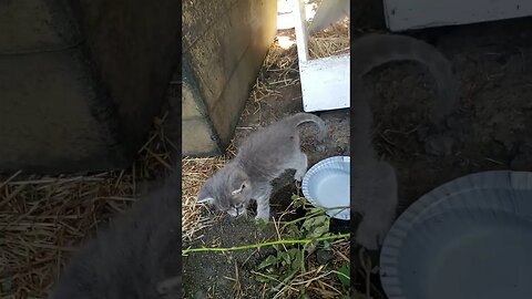 Kitten Learning about Water and Consiquences