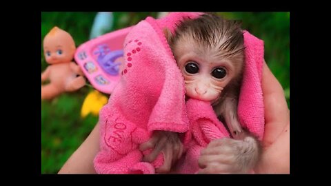 Baby Monkey BiBi bathing, Animals Homie