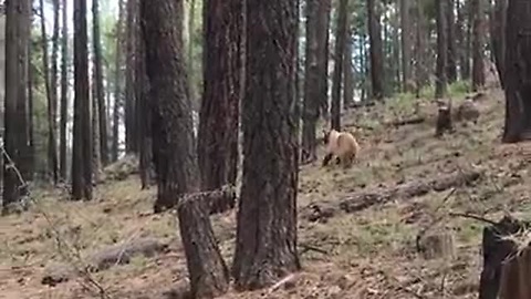 Momma Elk Saves Baby From Predator Bear Cub