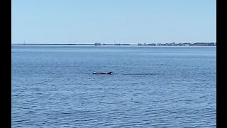 Family of Dolphins playing Pensacola Bay