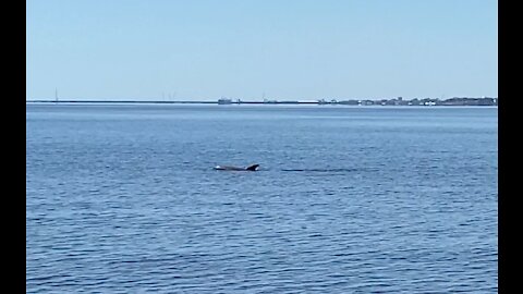 Family of Dolphins playing Pensacola Bay