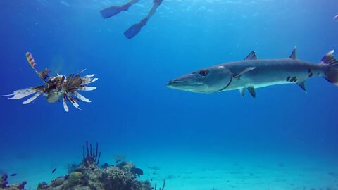 Do Barracudas Eat Lionfish? Could This be a Solution to the Lionfish Invasive Species?