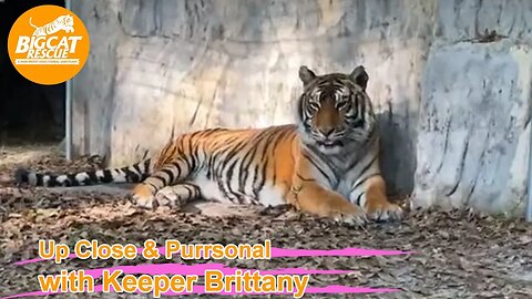 Big Cat Rescue LIVE Q&A with Brittany at Big Cat Rescue 03 12 2023