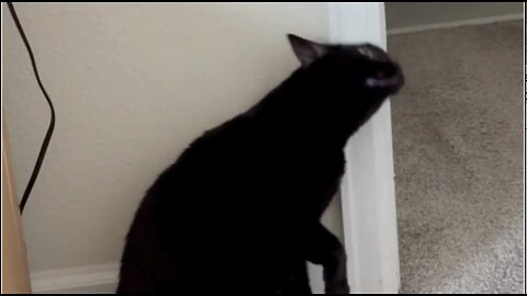 Adopting a Cat from a Shelter Vlog - Cute Precious Piper Polishes the Door Frame #shorts