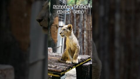Amazing facts about cubs l #lions #cubs #wildlife #ytshorts #viral #shorts