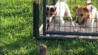 Quail ruffles dogs' feathers