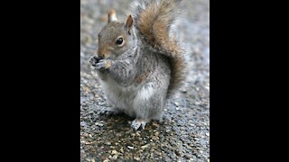 Grey Squirrel Eating Sunflower Seeds May 29,2021