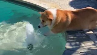 Corgi tenta nadar no ar!