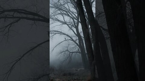Epic Morning Moody Fog Photography
