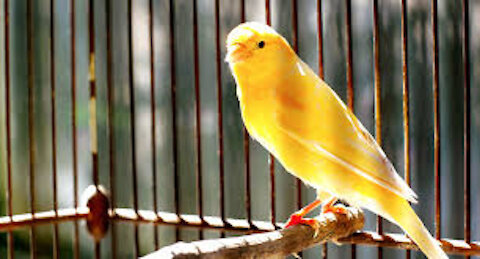 The canary sings