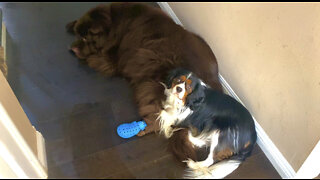 Newfoundland & Cavalier Don’t Budge For Mom