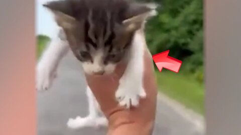 One kitten is cute little trap