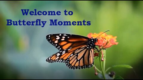 Butterfly Moments with Host Cynthia Jorden