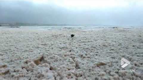 Silly Pup Enjoys Running In Sea Foam