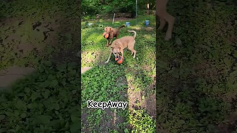 Playin keep away from Emmi 😜 #sillydogs #dogplaying #happydog