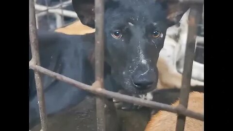 🐾 Help Save Dogs and Cats from Slaughter at "Tomohon Extreme Market" 🐾
