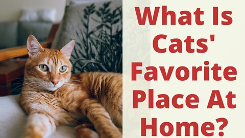 What Are Cats' Favorite Places At Home? Most Common Favorite Housecat Spots At House. Housecat Facts