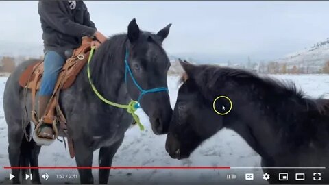 Evaluating A Horse's First Ride - How To Tie Rope Reins To Halter