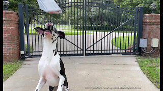 Great Dane hilariously loses focus while fetching the newspaper