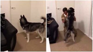 The joyful moment when serving soldier is reunited with cuddly tail-wagging Husky dog.