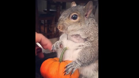 Halloween is coming to squirrel town