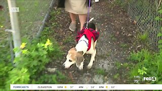 Pet of the Week: Taking Icee on a walk at GCHS