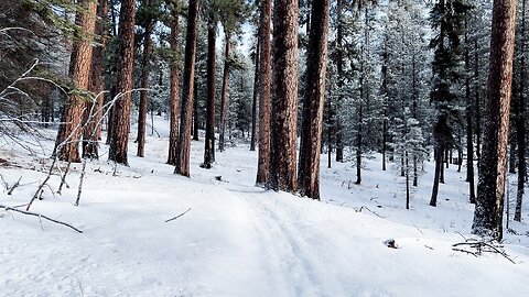 Postholing Past Pretty Ponderosa Pines! | 4K Winter Hiking Bandit Springs Sno-Park Prineville Oregon