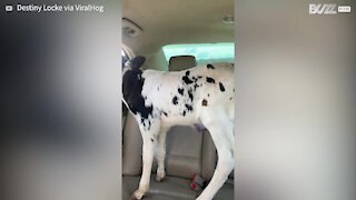 Bezerro passeia dentro de carro como um cão 1