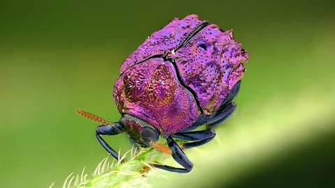 Brilliant shinny beetle filmed in Ecuadorian Amazon rainforest