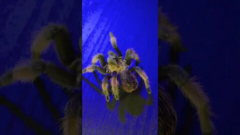 Brachypelma emilia under a blue moon. (Mexican Redleg Tarantula) 🕷🌙