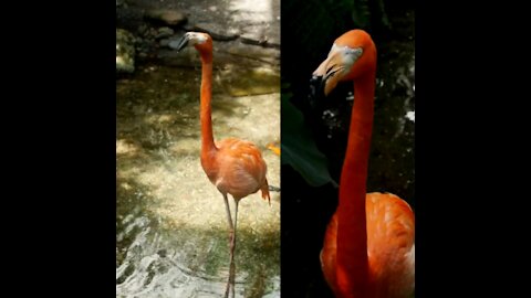 Flamingos walked on the forest lake