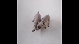 French Bulldog Puppy Playtime Will Melt Your Heart